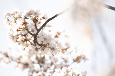 Low angle view of cherry blossom