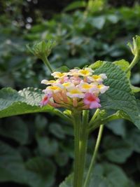 Close-up of flowering plant