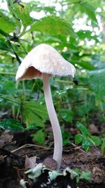 Close-up of mushroom growing on tree in forest