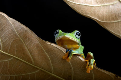 Close-up of frog on leaves