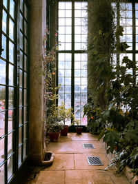 Potted plants on window of building