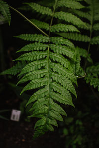 Close-up of fern leaves