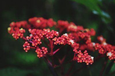 Close-up of red flowering plant