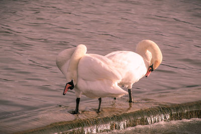 View of swans by lake 