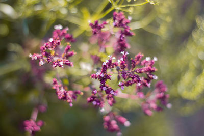 Close-up of pink flowers blooming outdoors