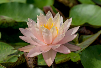 Close-up of white water lily