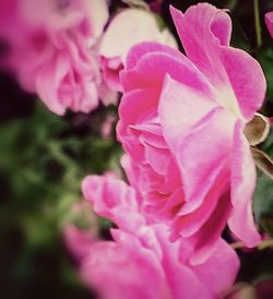 Close-up of pink rose