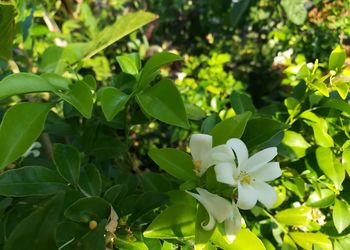 Close-up of white flowers blooming outdoors