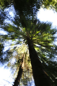 Low angle view of palm trees