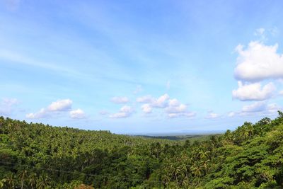 A wide plantation of coconut tree at province of camarines norte, philippines.