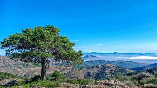 Scenic view of trees on landscape against blue sky