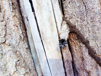 Close-up of insect on tree trunk