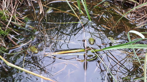 High angle view of plants in lake