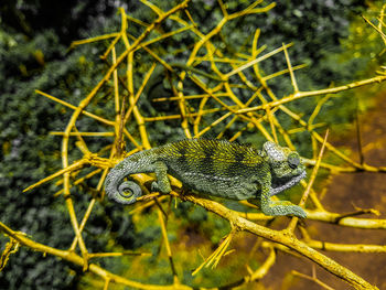 Close-up of insect on plant