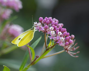 Close-up of butterfly pollinating on pink flower