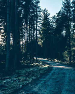 Trees in forest during winter