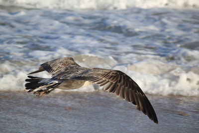 Bird flying over the sea