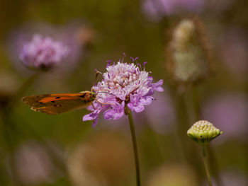 Close-up of butterfly pollinating on flower