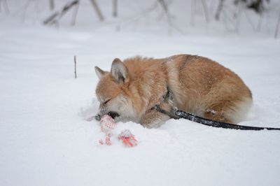 Little corgi on the snow