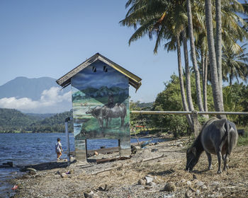 View of a horse on the beach