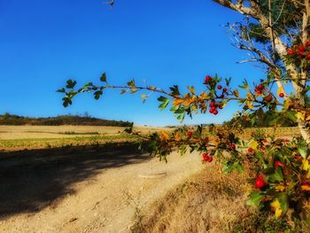Trees on field against clear blue sky