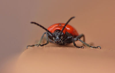 Close-up of insect