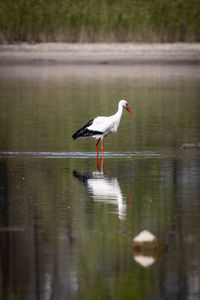 Bird perching on a lake