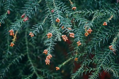 Beautiful green tree branches in the nature