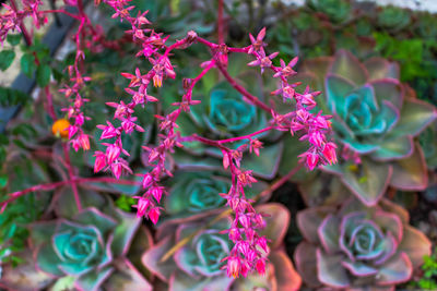 Close-up of multi colored plant