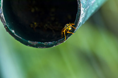 Close-up of insect on leaf