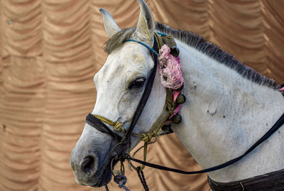 Close-up of horse on field