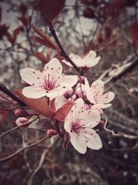 Close-up of apple blossoms in spring