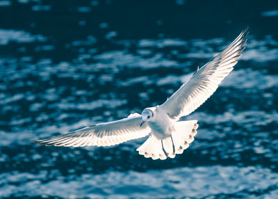 Seagull flying over sea