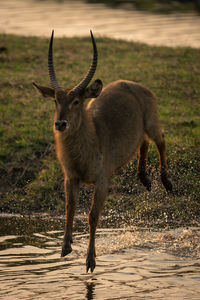 Deer standing on field