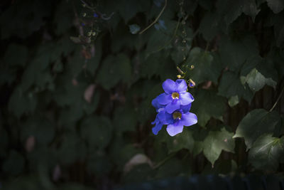 Close-up of purple flowering plant