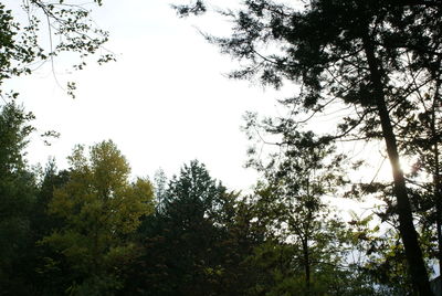 Low angle view of trees against sky