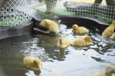 Close-up of mallard ducks swimming in water