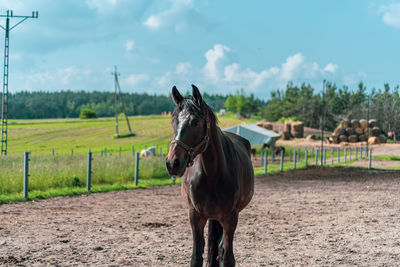 Horse in ranch