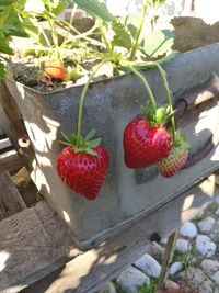 Close-up of strawberries