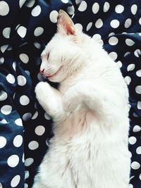 Close-up of white cat on bed