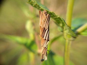 Close-up of insect on plant