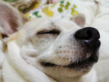 Close-up of dog looking away