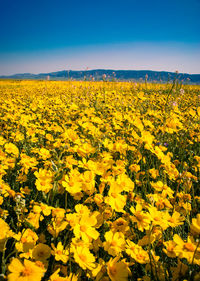 Scenic view of yellow field against clear sky