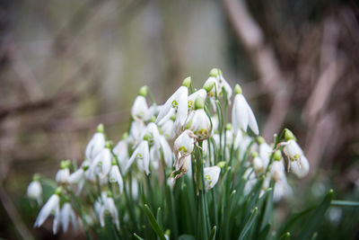 Close-up of flowers blooming outdoors