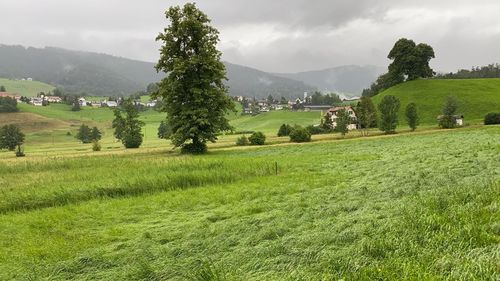 Scenic view of agricultural field against sky