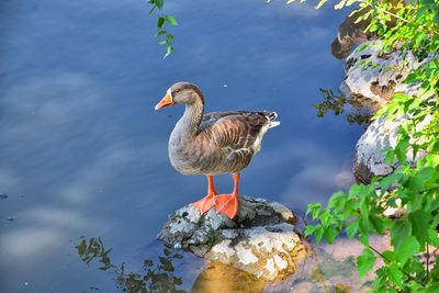 Duck anatidae jordan river trail  wasatch front rocky mountains, in salt lake city, utah.