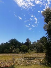 Scenic view of trees on field against sky