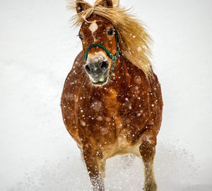 Close-up of dog during winter