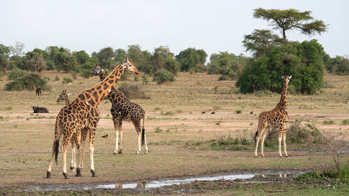 Baringo giraffe, giraffa camelopardalis, murchison falls national park, uganda