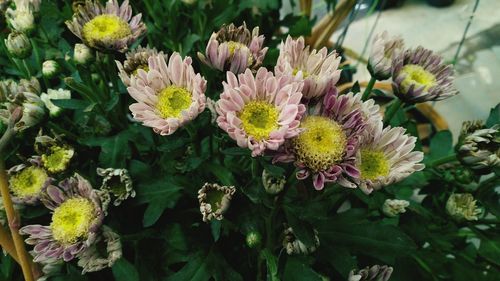 High angle view of pink flowering plants
